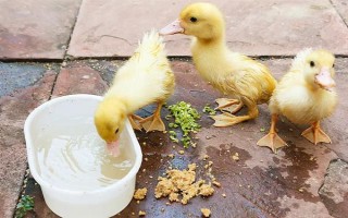 養(yǎng)殖1000只旱鴨的成本，鴨苗和鴨料成本總共需要2.3萬元左右