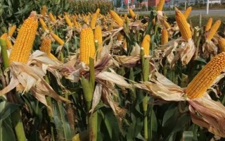 裕豐308玉米品種簡介，中上等肥力地塊種植