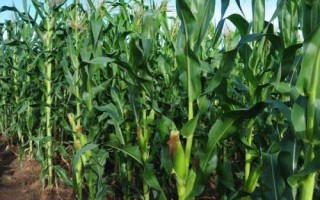 群策518玉米品種的特性，畝植密度以3000株左右為宜