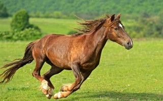 馬的飼喂次數(shù)，每天的喂養(yǎng)次數(shù)以3-4次為宜