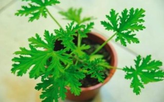 驅(qū)蚊草的盆栽方法，生長(zhǎng)期和盛花期要定期追施肥液