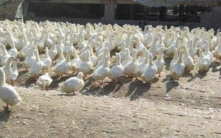 怎么防治鴨子互相啄毛，可以改善飼養(yǎng)環(huán)境或飼料等