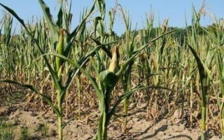 濰玉326玉米種子特征特性，夏播生育期105天