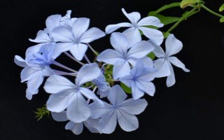 藍(lán)雪花的形態(tài)特征，一般高約20-30厘米