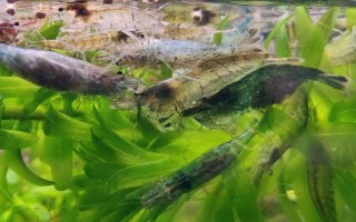 黑殼蝦多久可以發(fā)育成熟，出生2-3個月就可以發(fā)育成熟