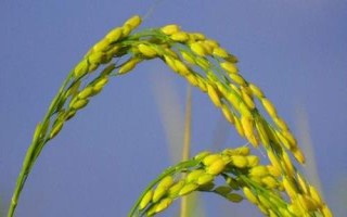 E兩優(yōu)603水稻種簡(jiǎn)介，5月下旬至6月初播種