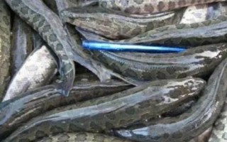 為什么說黑魚有毒，純粹是無稽之談