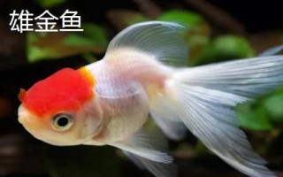 雌雄金魚(yú)如何區(qū)分，雄魚(yú)瘦長(zhǎng)、雌魚(yú)短圓