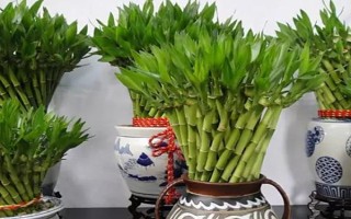 富貴竹如何養(yǎng)殖，適宜生長的溫度在23℃左右