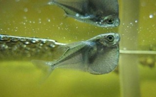 銀燕子燈魚好不好養(yǎng)，飼養(yǎng)難度比較低