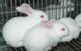 肉兔的批發(fā)價格，不同地區(qū)、季節(jié)的售價有所區(qū)別