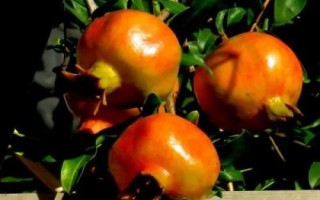 我國石榴主要栽培區(qū)域，我國南北都有栽培