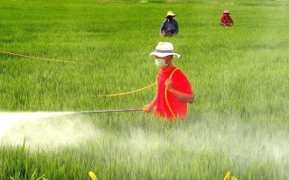 水稻機(jī)插秧育秧技術(shù)，早稻一般在3月上中旬播種