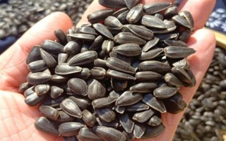 油葵的種植方法，栽種之前將種子進行浸泡處理
