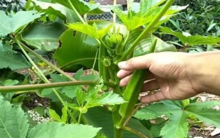 黃秋葵和綠秋葵的區(qū)別，二者沒有區(qū)別