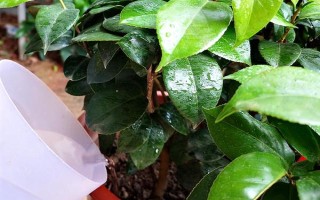 四季茶花好不好養(yǎng)，是比較好養(yǎng)活的花卉