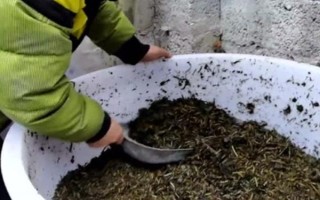紅薯秧如何做青儲(chǔ)飼料，紅薯秧一定要粉碎處理