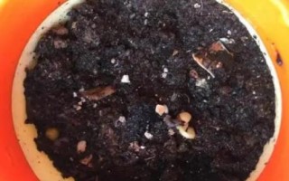 綠豆芽種植技術，選種是培育的第一步
