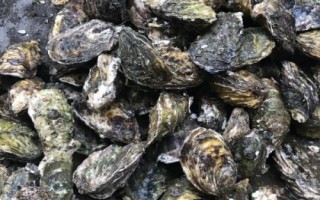牡蠣和生蠔有什么區(qū)別，牡蠣的裙邊較清晰打開后具有大量汁水