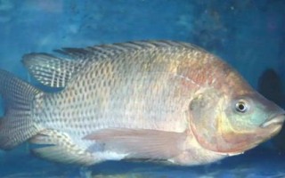 羅非魚是不是福壽魚，別稱福壽魚、吳郭魚