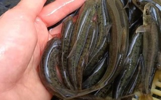 細(xì)甲魚的產(chǎn)地，遼寧、陜西、安徽等省份均有產(chǎn)出