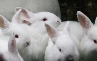 兔子突然在籠子里亂蹦的原因，可能是受驚、感染病菌或發(fā)情等