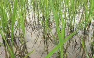 信粳1787水稻種簡(jiǎn)介，中抗稻瘟病