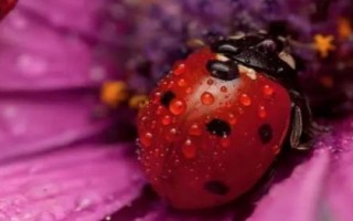 秋天有哪些益蟲，包括蟈蟈、蜜蜂、螳螂等常見種類