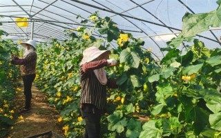 秋冬絲瓜定植后的管理方法，噴施新高脂膜可縮短緩苗期