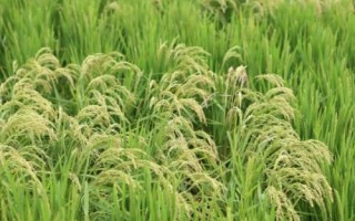 遂兩優(yōu)臻占水稻種子介紹，全生育期162.7天