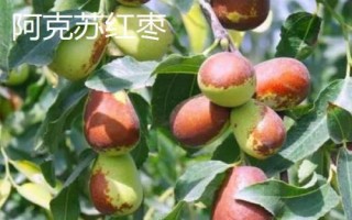 新疆阿克蘇地區(qū)有哪些特色水果，常見的有庫車小白杏、阿克蘇蘋果等