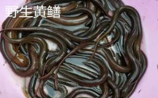 野生黃鱔和養(yǎng)殖黃鱔有什么區(qū)別，野生黃鱔的頭部更尖