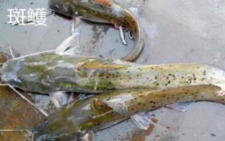身上有花斑的鯰魚是什么魚，可能是土鯰、斑鳠或者沙塘鱧