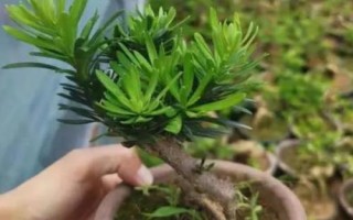 怎么養(yǎng)珍珠羅漢松，掌握根系和葉片的比例可提高成活率