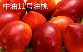 中油16號(hào)油桃的價(jià)格，具體售價(jià)因地而異