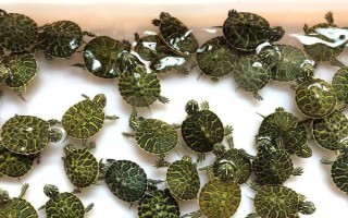 金錢龜苗怎么養(yǎng)殖，定時(shí)定量投喂飼料