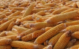 豐墾154玉米種子特征特性，注意防治大斑病