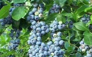 藍莓多久可以掛果，移栽的幼苗通常在第二年便可掛果