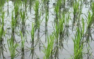 雄兩優(yōu)255水稻種子特點(diǎn)，防治好稻飛虱