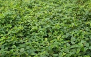 紅研15號大豆品種簡介，春播生育期平均121天