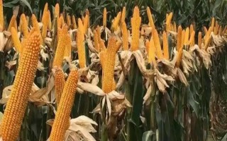 安特6000玉米種子簡(jiǎn)介，中抗莖腐病