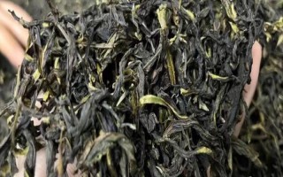 鳳凰單叢屬于紅茶還是綠茶，屬于烏龍茶