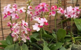 蝴蝶蘭的養(yǎng)殖要點，生長適溫為18-28℃