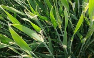 豐星麥8號小麥種子介紹，中抗/中抗白粉病