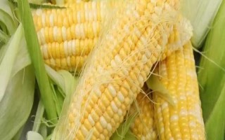 阿單6號玉米種子特征特性，一次性播種全苗