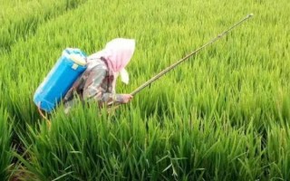 1克吡蟲啉兌多少斤水，25%吡蟲啉1g一般可兌水3000ml
