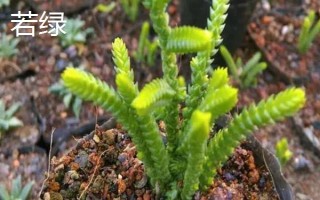 如何區(qū)分若綠與青鎖龍，可以從外形、鱗片和排列來區(qū)分