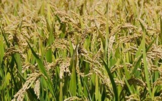 渝優(yōu)8421水稻種子介紹，該品種屬中秈遲熟三系雜交水稻
