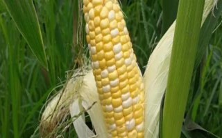 助農(nóng)豐888玉米種子介紹，應選擇中等以上肥力地塊種植