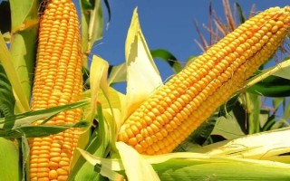 強(qiáng)盛388玉米種子特征特性，全生育期灌水3-4次